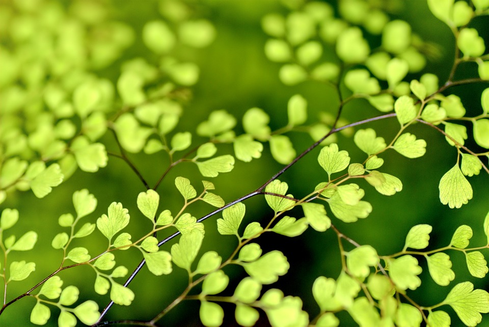 Voici votre nouveau meilleur allié au sein de votre jardin