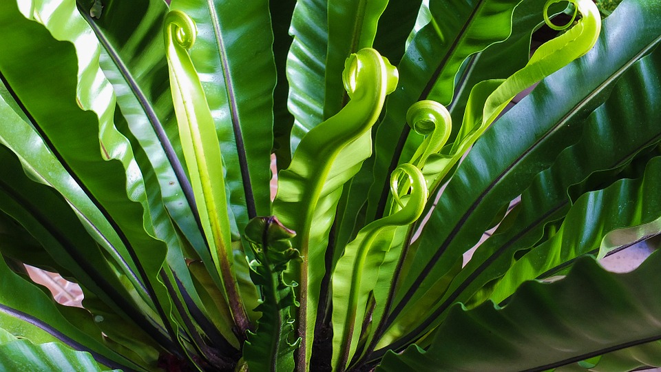 Ornez vos murs extérieurs de plantes