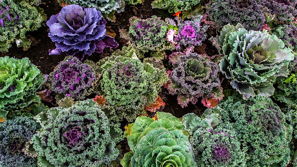 Ce qu’il faut savoir sur le potager