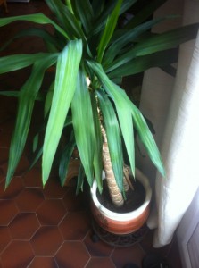 Une plante d’intérieur a besoin de lumière pour être en bonne santé !