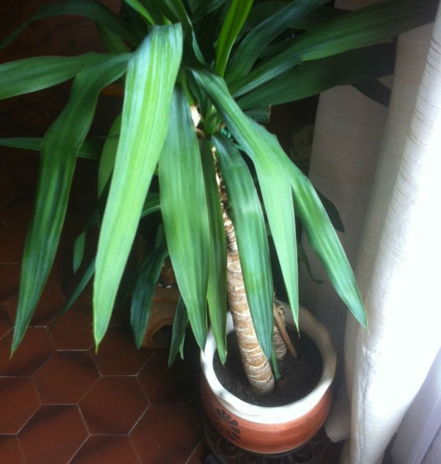 Une plante d’intérieur a besoin de lumière pour être en bonne santé !