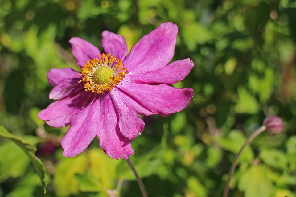 Que faire dans un jardin à l’ombre ?