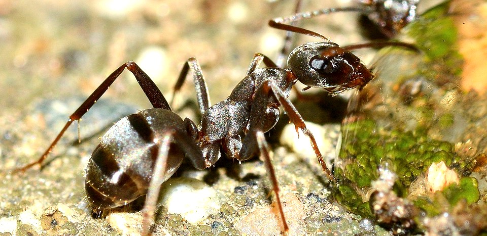 Des insectes dans votre maison ? Une entreprise de désinsectisation est la solution