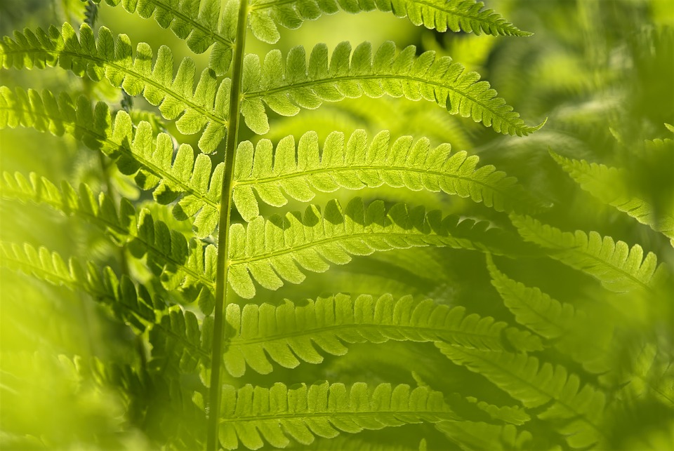 Purifier l’air dans la maison : ce que vous devez faire pour y arriver