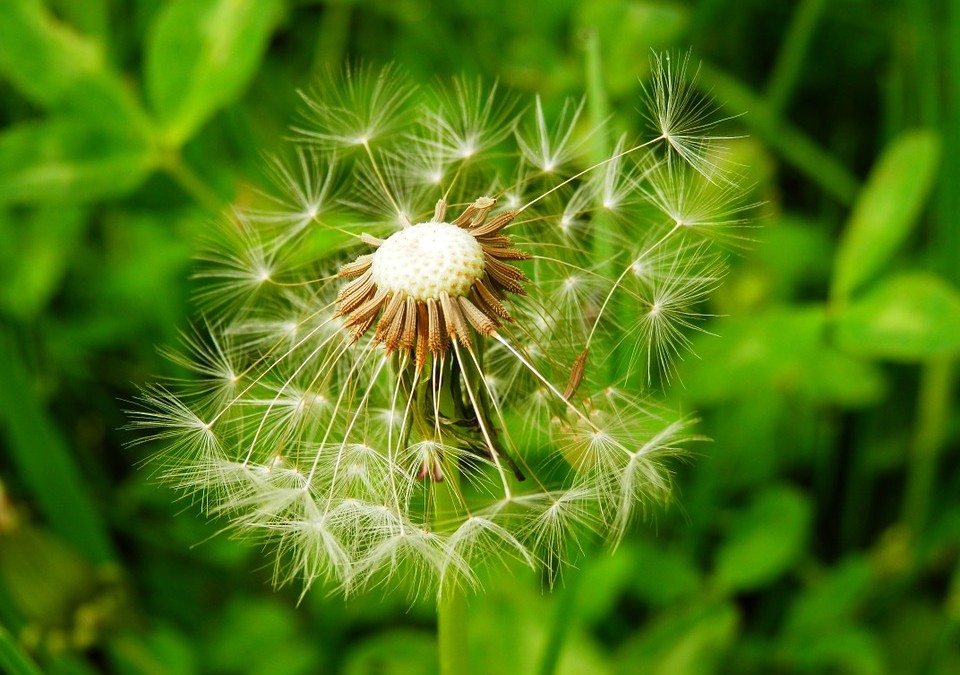 La conception d’un jardin : étape par étape