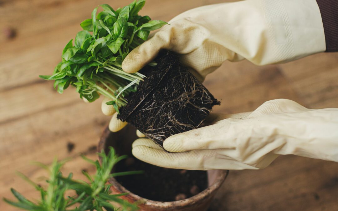 Cultivez des plantes aromatiques pour améliorer votre santé !