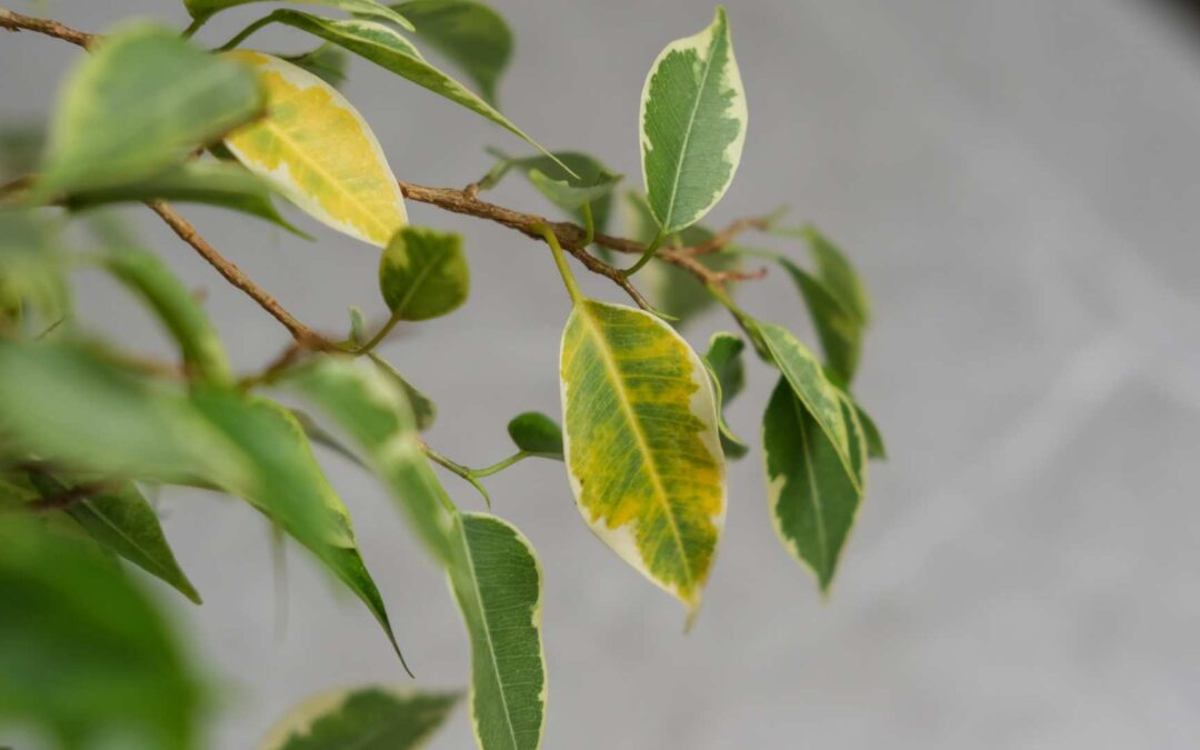 Top 5 des plantes faciles à entretenir pour débutants