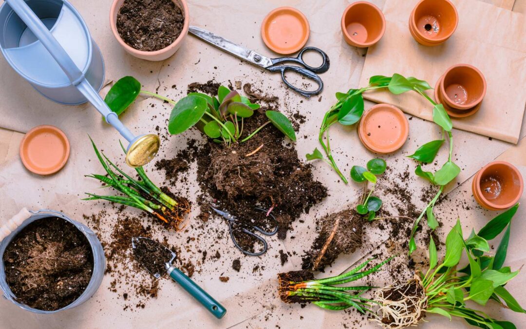 Techniques pour multiplier vos plantes sans dépenser avec les pots Lechuza