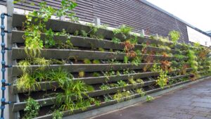 mur végétale jardin