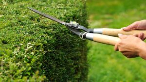 Haie de jardin